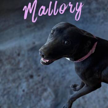 Shepherd and Labrador Retriever Dogs Available for Adoption - Mallory | PetCurious