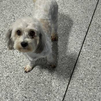 Havanese Dogs Available for Adoption in Antwerp, Ohio - Candy  | PetCurious