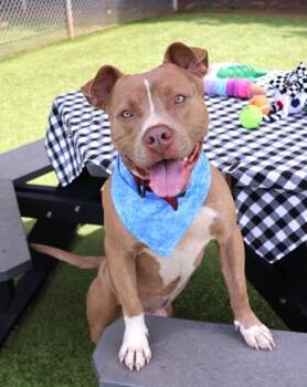 Swing (Mr. Bentley) -  Mixed Breed Dog for Adoption in Athens, Georgia - Swing (Mr. Bentley) | PetCurious