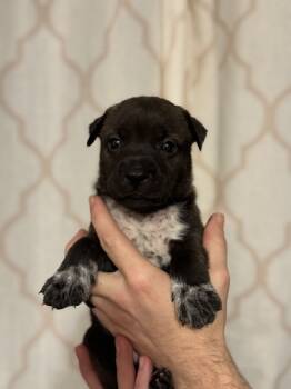 Rescue Pit Bull Terrier and Mixed Breed Dogs for Adoption in Morton Grove, Illinois - Hera | PetCurious