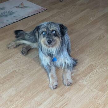 Fizzgig -  Terrier Dog for Adoption in Fort Collins, Colorado - Fizzgig | PetCurious