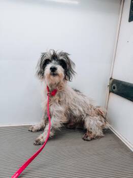 Havanese and Dachshund Dogs Available for Adoption - Ronald | PetCurious