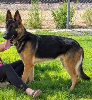 Prince -  German Shepherd Dog Dog for Adoption in Kuna, Idaho - Prince | PetCurious