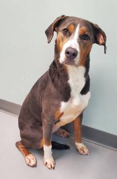 Sweet Pean (7140) -  Catahoula Leopard Dog and Hound Dog for Adoption in Lake City, Michigan - Sweet Pean (7140) | PetCurious