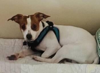 Chester -  Jack Russell Terrier and Chihuahua Dog for Adoption in Mundelein, Illinois - Chester | PetCurious