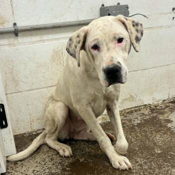 Minerva Stray Hold 10/31 -  Mixed Breed Dog for Adoption in Huntington, West Virginia - Minerva Stray Hold 10/31 | PetCurious