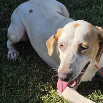 Samantha -  Hound and Mixed Breed Dog for Adoption in Washington, District Of Columbia - Samantha | PetCurious