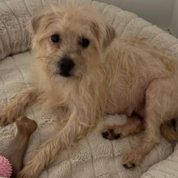 Mixed Breed Dogs Available for Adoption - Summer | PetCurious