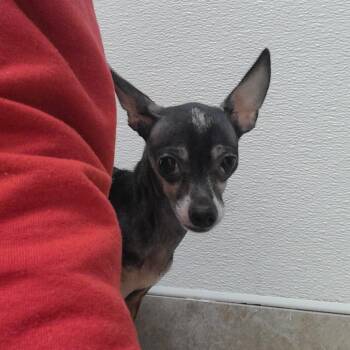 Holler -  Chihuahua Dog for Adoption in Galveston, Texas - Holler | PetCurious
