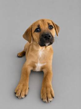 Australian Cattle Dog Blue Heeler Dogs Available for Adoption in Nashville, Tennessee - Kenneth | PetCurious