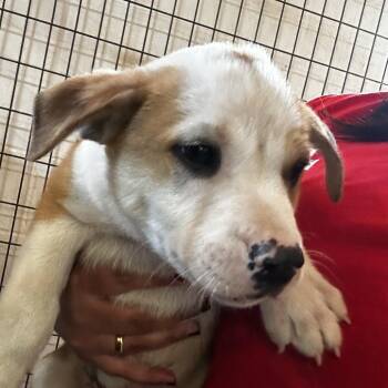 Mixed Breed Dogs Available for Adoption in Leander, Texas - Avicii | PetCurious