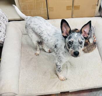 Chiweenie and Australian Cattle Dog Blue Heeler Dogs Available for Adoption in Council Bluffs, Iowa - Snickerdoodle | PetCurious