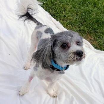 Shih Tzu and Mixed Breed Dogs Available for Adoption - Einstein Milo | PetCurious