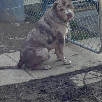 Catahoula Leopard Dog and Pit Bull Terrier Dogs Available for Adoption - Pi | PetCurious