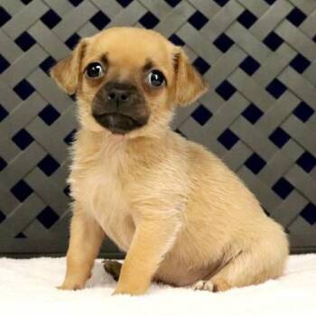 Chihuahua Dogs Available for Adoption in Midland, Texas - Nora | PetCurious