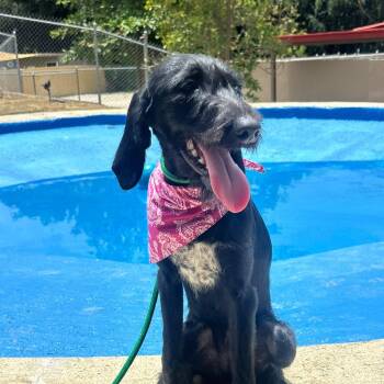 Salsa -  Labradoodle Dog for Adoption in Humacao, Humacao - Salsa | PetCurious
