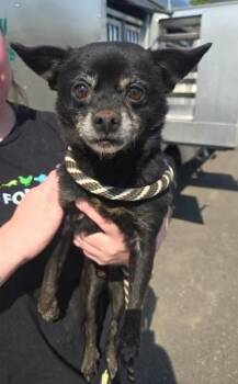 Mac Gargan -  Chihuahua and Mixed Breed Dog for Adoption in Eugene, Oregon - Mac Gargan | PetCurious