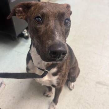 Gilda -  Mixed Breed Dog for Adoption in Philadelphia, Pennsylvania - Gilda | PetCurious