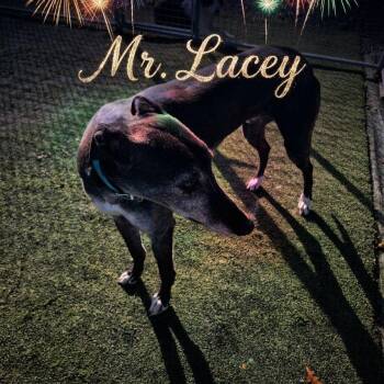 Mr Lacey -  Greyhound Dog for Adoption in Venice, Florida - Mr Lacey | PetCurious