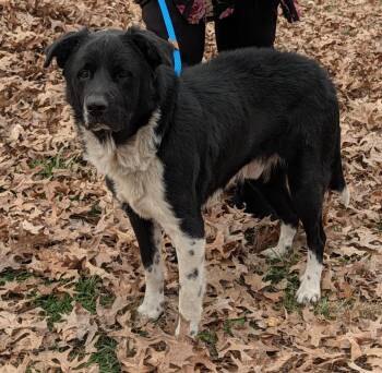 Rescue Border Collie Dogs for Adoption in Marietta, Ohio - Oliver (Photos 11/14/2025) | PetCurious