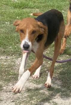 Cricket -  Hound and Mixed Breed Dog for Adoption in Conway, South Carolina - Cricket | PetCurious