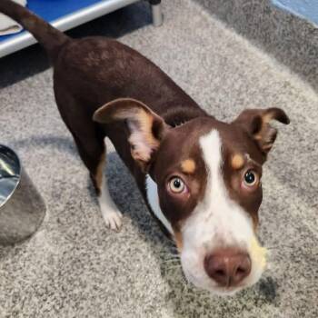 Colter -  Hound and Mixed Breed Dog for Adoption in Falls Church, Virginia - Colter | PetCurious