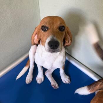 Yas 4329 -  Beagle Dog for Adoption in Loxahatchee Groves, Florida - Yas 4329 | PetCurious
