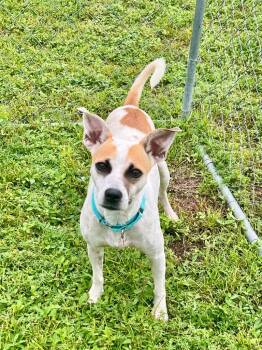 Rescue Jack Russell Terrier and Mixed Breed Dogs for Adoption in Cape Coral, Florida - Goldie | PetCurious