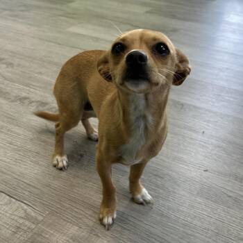 Flan -  Chihuahua Dog for Adoption in Emporia, Kansas - Flan | PetCurious