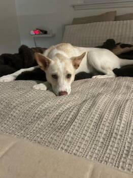 Siberian Husky and Mixed Breed Dogs Available for Adoption - Sally | PetCurious