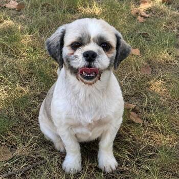 Betsy -  Shih Tzu Dog for Adoption in Pelham, New Hampshire - Betsy | PetCurious