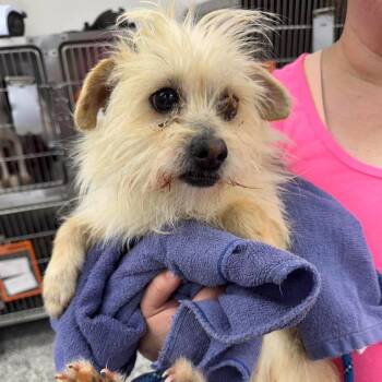 Mixed Breed Dogs Available for Adoption in Fredericksburg, Virginia - Scooby | PetCurious