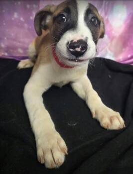Scarecrow -  Cattle Dog and Labrador Retriever Dog for Adoption in Sedalia, Colorado - Scarecrow | PetCurious