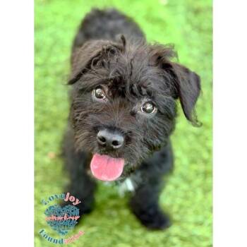 Onyx COH -  French Bulldog and Yorkshire Terrier Dog for Adoption in Inglewood, California - Onyx COH | PetCurious