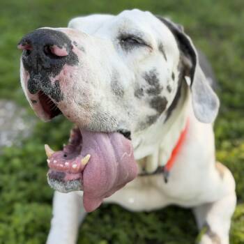Lea -  Great Dane Dog for Adoption in Kingsville, Texas - Lea | PetCurious