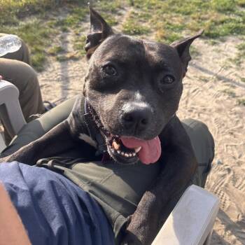Domino -  Pit Bull Terrier and Mixed Breed Dog for Adoption in Newark, New Jersey - Domino | PetCurious