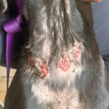 TUSC-Stray-85909 -  Black Labrador Retriever and Mixed Breed Dog for Adoption in Tuscaloosa, Alabama - TUSC-Stray-85909 | PetCurious