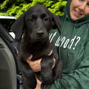 Collie and Black Labrador Retriever Dogs Available for Adoption in Eastford, Connecticut - NY Koala Avail May 30 (Wabeeka Campground Copake NY) | PetCurious