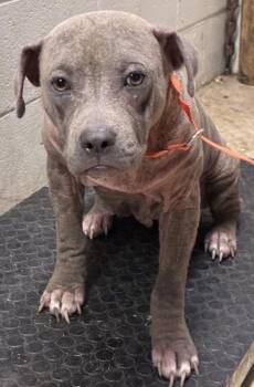 Juniper -  American Staffordshire Terrier and Mixed Breed Dog for Adoption in Gainesville, Florida - Juniper | PetCurious
