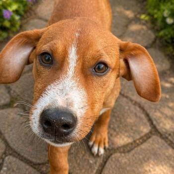 Labrador Retriever and Mixed Breed Dogs Available for Adoption in Carmel Hamlet, New York - Stevie | PetCurious
