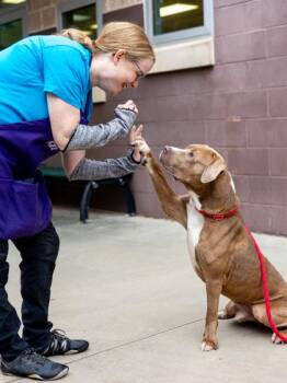 Soprano -  Mixed Breed Dog for Adoption in Chamblee, Georgia - Soprano | PetCurious