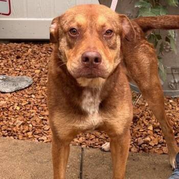 CAJUN-30781 -  Pit Bull Terrier Dog Available for Adoption in Memphis, Tennessee - CAJUN-30781 | PetCurious