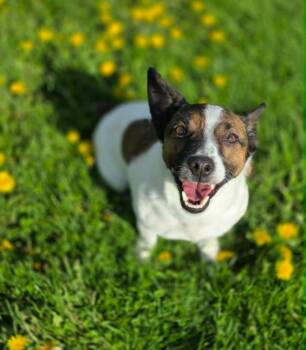 Jack Russell Terrier Dogs Available for Adoption in Sprakers, New York - Ziggy | PetCurious