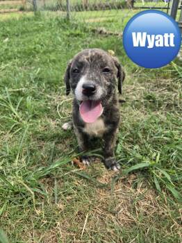 Wyatt (