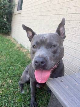 Asphalt -  Mixed Breed Dog for Adoption in Gallatin, Tennessee - Asphalt | PetCurious