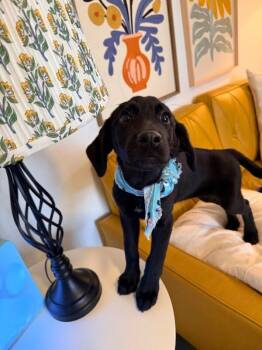 Rosie Pocket Posie -  Black Labrador Retriever and Australian Shepherd Dog for Adoption in Friendswood, Texas - Rosie Pocket Posie | PetCurious