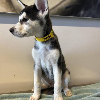 IVHS-Stray-142451 -  Siberian Husky Dog for Adoption in San Gabriel, California - IVHS-Stray-142451 | PetCurious