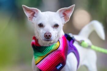 Chihuahua Dogs Available for Adoption in Santa Rosa, California - Rubi | PetCurious