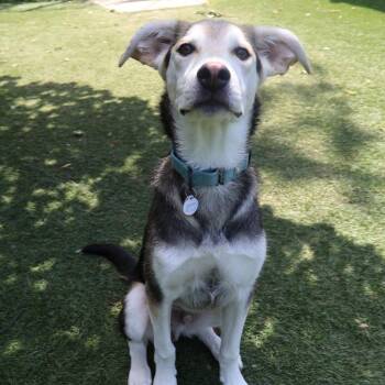 Elwood -  Mixed Breed Dog for Adoption in Saint Charles, Missouri - Elwood | PetCurious