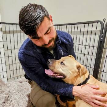 RUBBLE -  American Staffordshire Terrier Dog for Adoption in Chico, California - RUBBLE | PetCurious